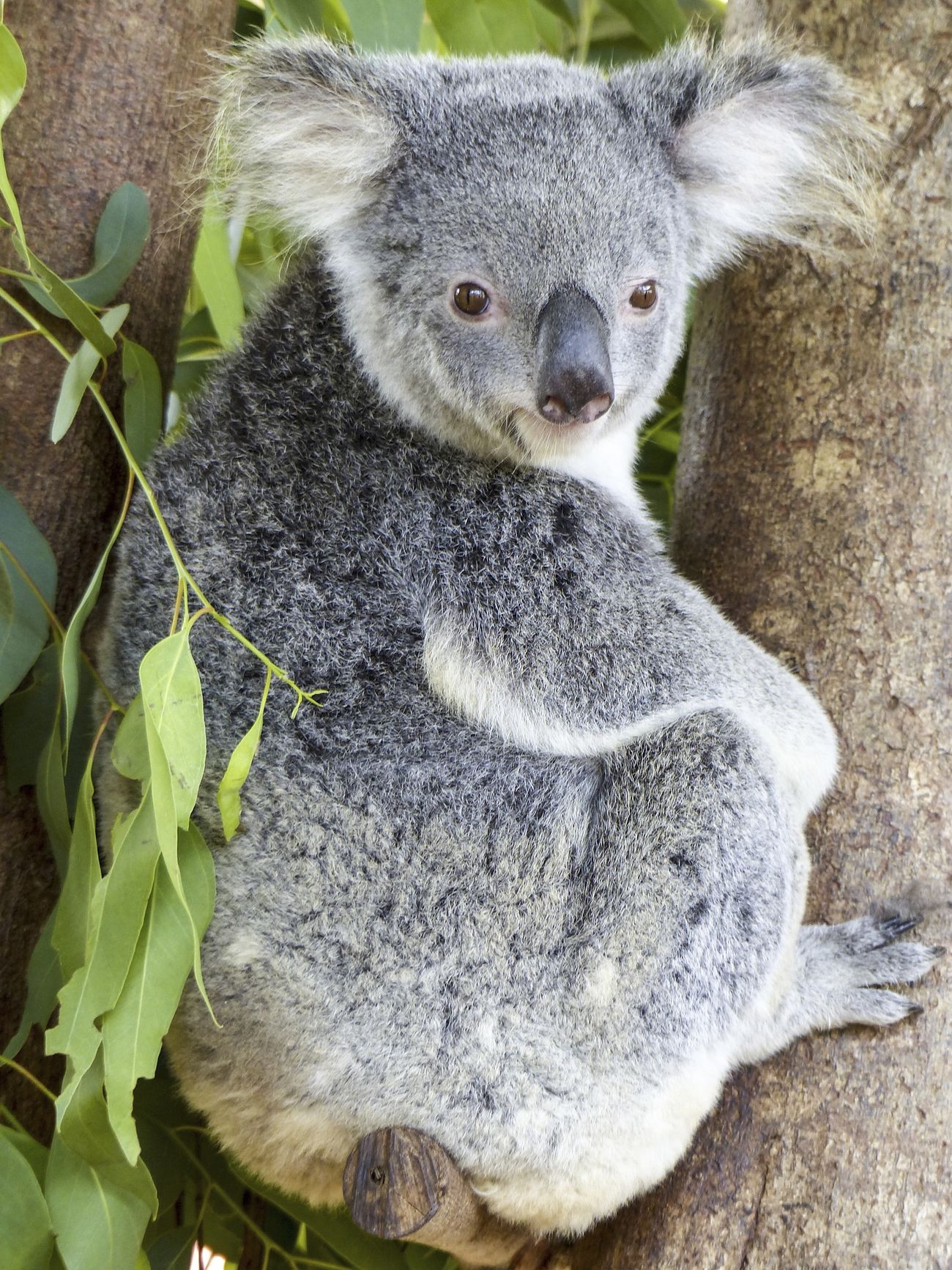 Cute koala bear, Australian animal